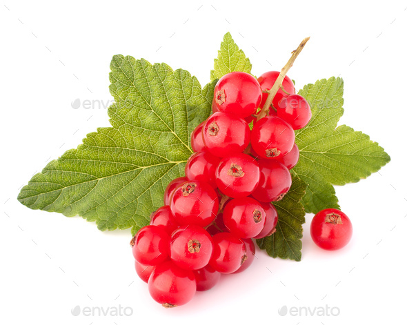 Red currants and green leaves still life - Stock Photo - Images
