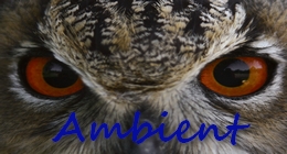 Ambient