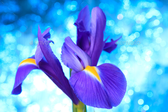 Beautiful blue iris flowers background Stock Photo by natika | PhotoDune