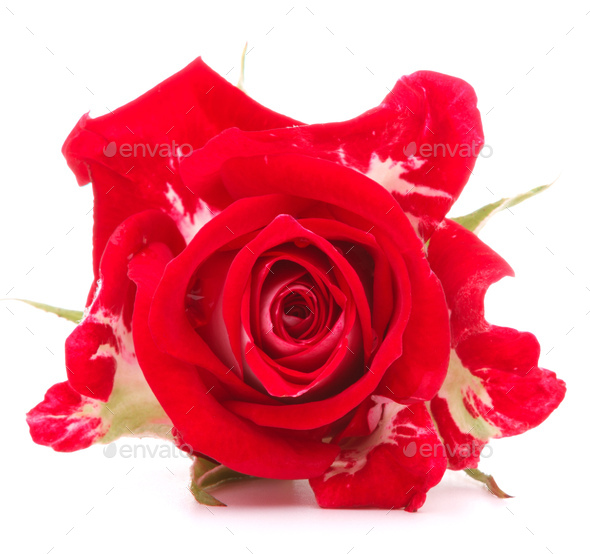 Red rose flower head isolated on white background cutout - Stock Photo - Images
