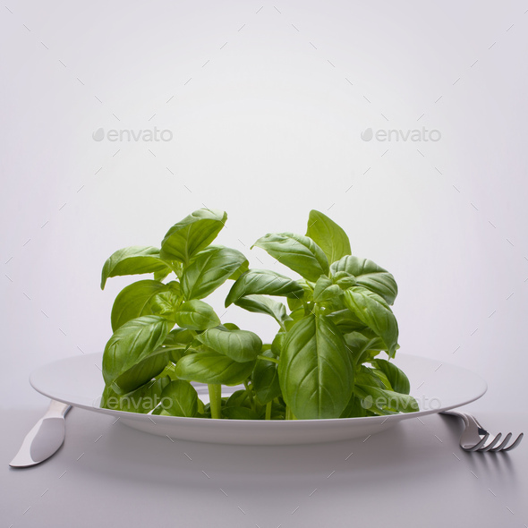 Sweet basil leaves on plate. - Stock Photo - Images