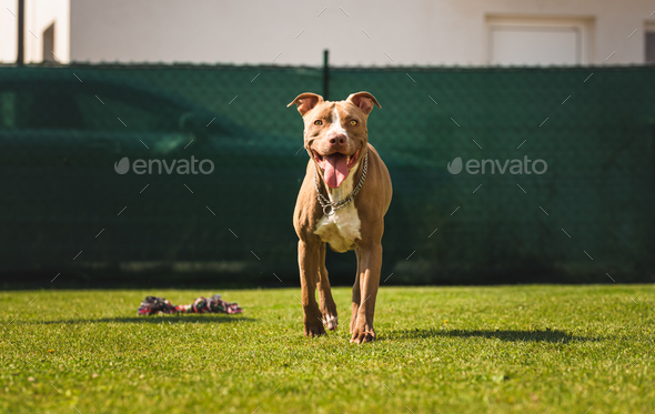 American Staffordshire Terrier, Amstaff, Stafford Stock Photo