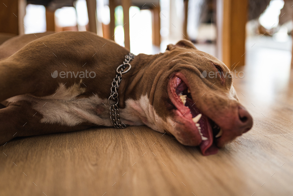 Dog lying on wooden floor indoors, brown amstaff terrier resting. Dog background