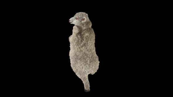 35 Sheep Dancing HD alt