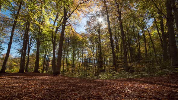 Time Lapse of Yellow Autumn Forest. Motorized Slider