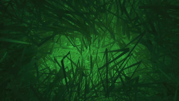 Dark Lush Green Grass Motion Background alt