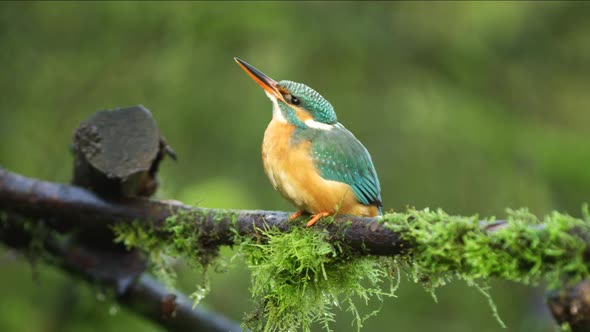 Close up static shot of a kingfisher sitting on a moss covered branch as it looks around then flies alt
