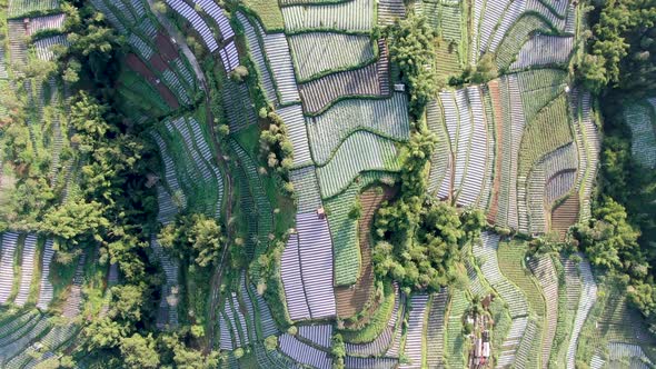 Top down aerial view on patchwork leek plantations on hill, Wonolelo, Indonesia alt