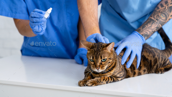 Unrecognizable veterinary team treating cat's ear infection with medical drops at clinic, free
