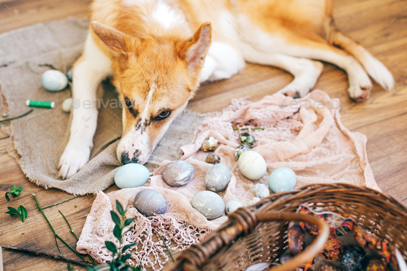 Cute golden dog adorable sleeping at stylish easter eggs with flowers - Stock Photo - Images