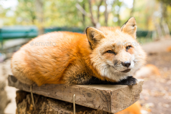 Sleepy online Fox