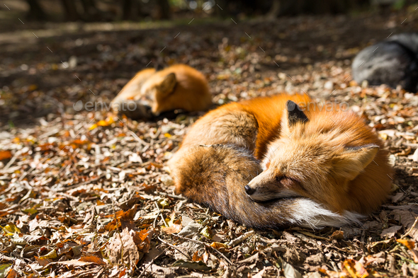 Red fox sleeping at outdoor - Stock Photo - Images