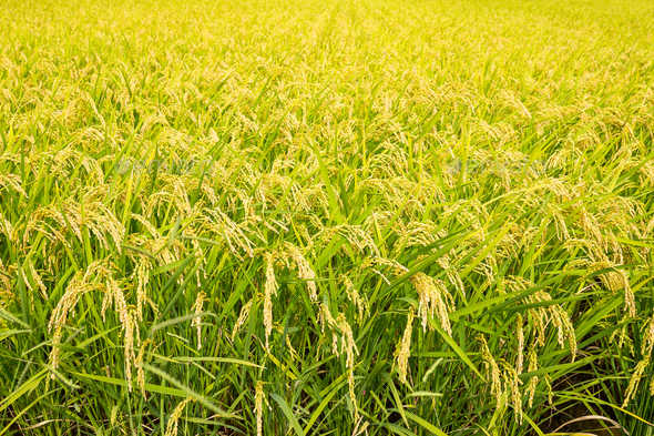 Rice farmland - Stock Photo - Images