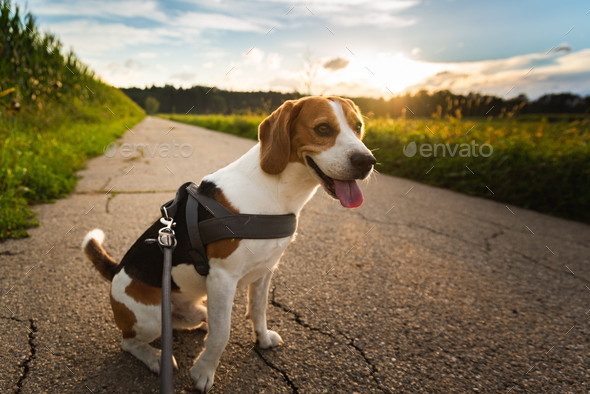 beagle nature