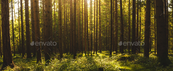 Beautiful green forest panorama with sun rays coming through trees background