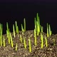 Wheat Sprouting Rotating on Black - VideoHive Item for Sale