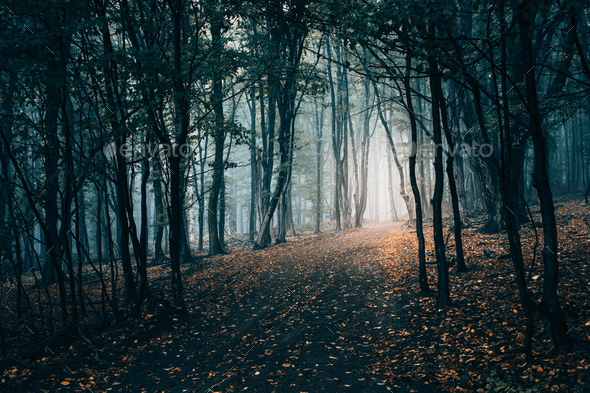 Dark autumn forest path on Halloween evening in Transylvania. Mysterious forest with fog