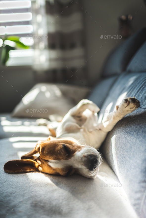 Tired beagle dog sleeps on a couch in bright room. Dog background. Selective focus