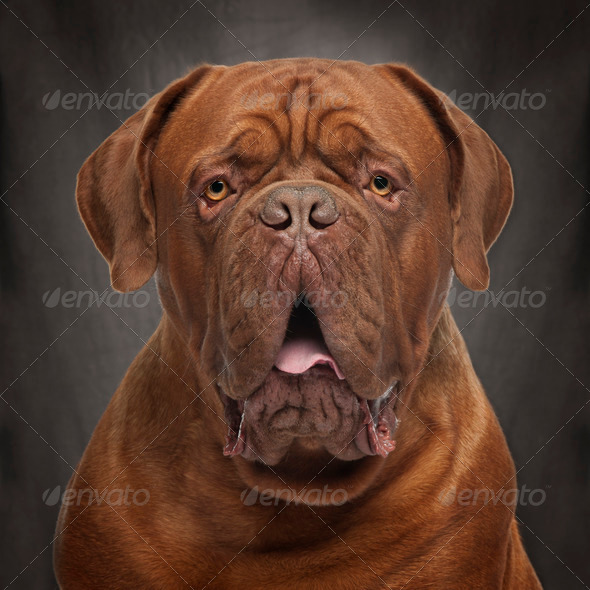 can dogue de bordeaux be black