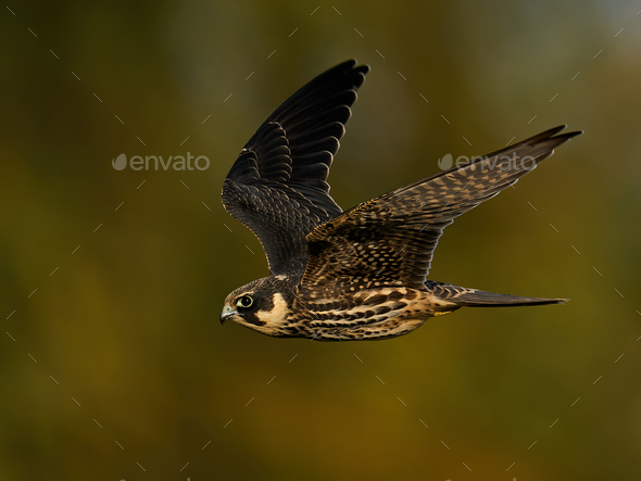 Eurasian hobby (Falco subbuteo) - Stock Photo - Images