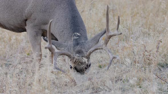 A herd of deer grazing in the Rocky Mountain National Park alt