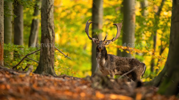 Majestic fallow deer stag standing in forest in autumn - Stock Photo - Images