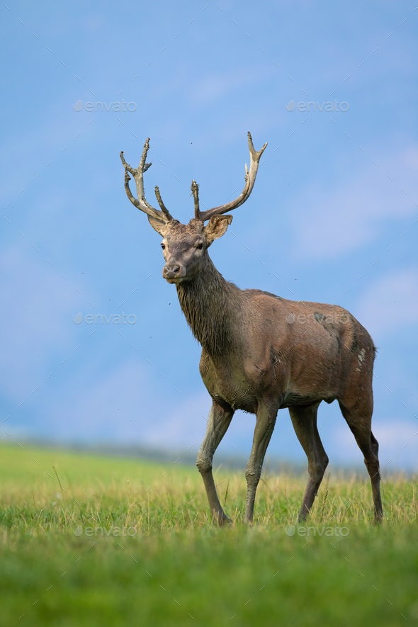 Juvenile red deer walking on meadow in autumn nature - Stock Photo - Images