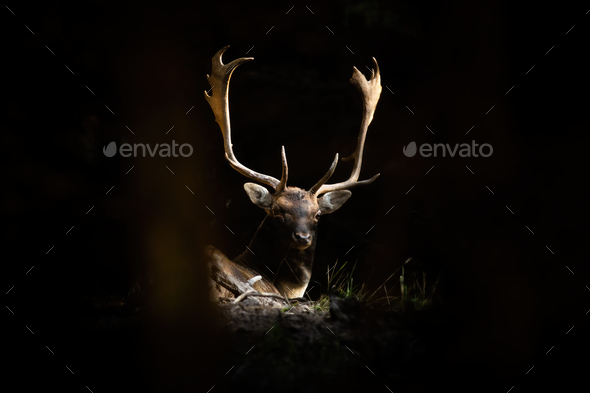 Fallow deer stag lying in forest illuminated by the sunlight - Stock Photo - Images