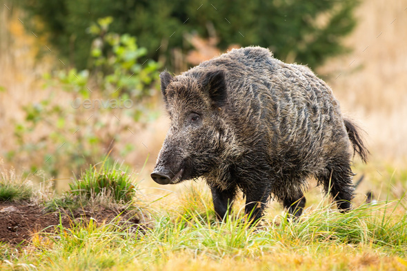 Wild boar standing on meadow in autumn nature - Stock Photo - Images