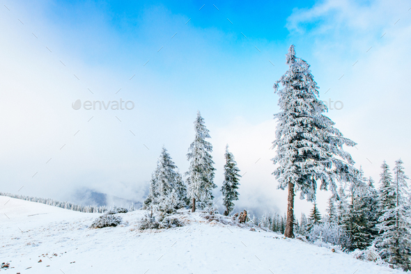 winter landscape trees in frost - Stock Photo - Images