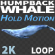 Humpback Whale 1 - VideoHive Item for Sale