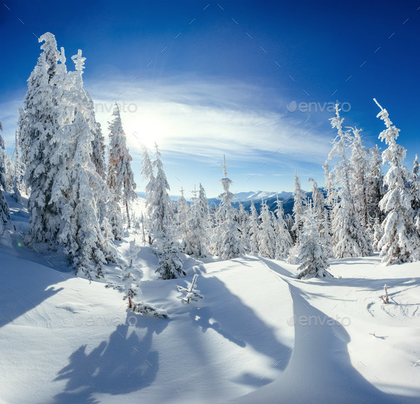 winter landscape trees snowbound - Stock Photo - Images
