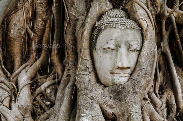 Head of Buddha in a tree trunk, Wat Mahathat - Stock Photo - Images