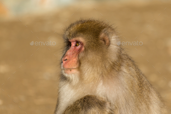 Monkey in wildlife - Stock Photo - Images
