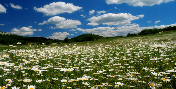 Valley With Camomile Flowers