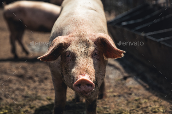 Pig on the farm. Bad conditions, pets - Stock Photo - Images