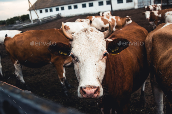 milch cows in farm
