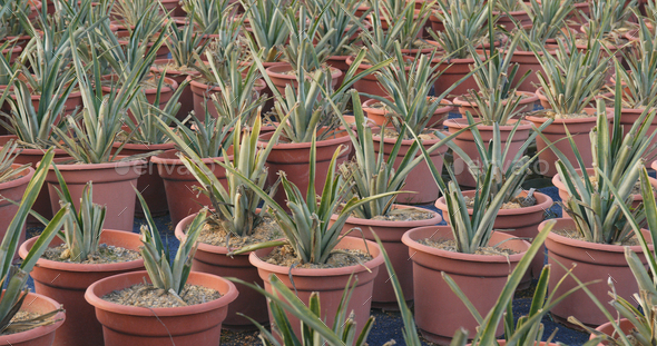 Potted Pineapple field - Stock Photo - Images