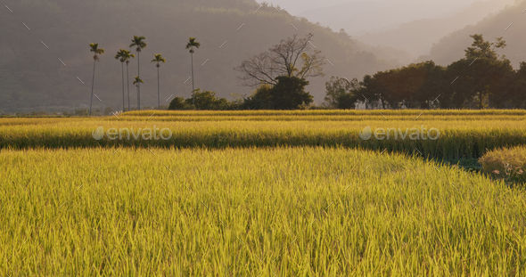 Fresh rice field under sunset - Stock Photo - Images