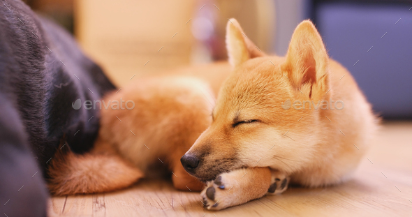 small shiba