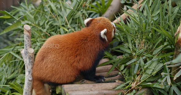 Red panda eat bamboo - Stock Photo - Images