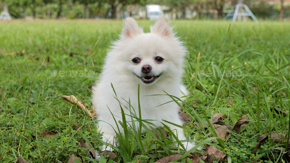 White Pomeranian dog - Stock Photo - Images