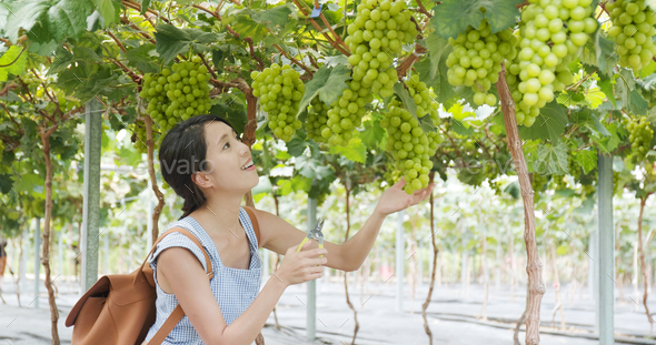 Woman visit green grape farm