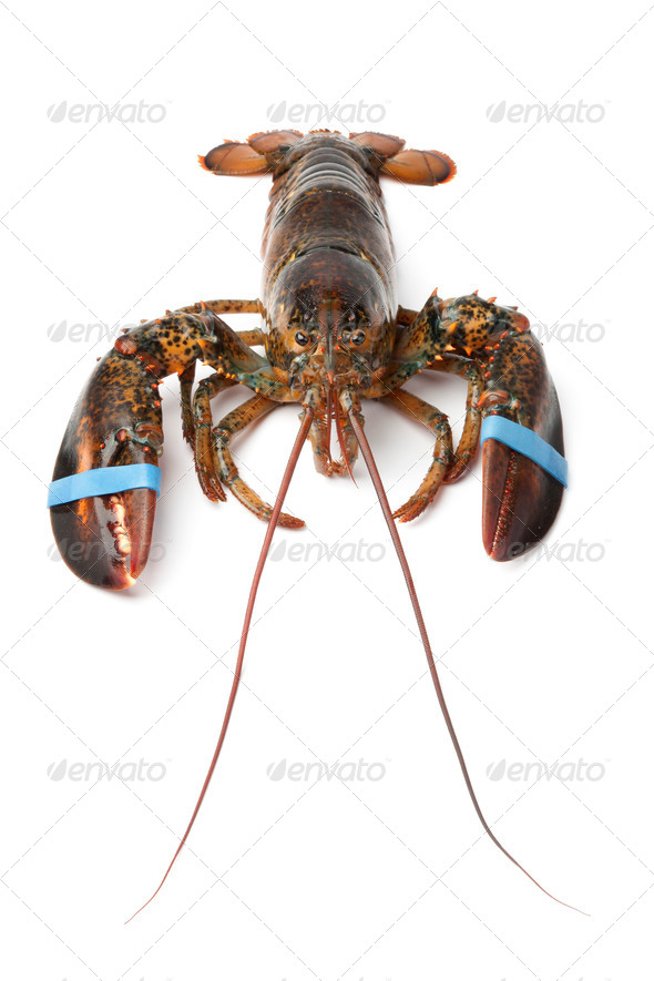 Fresh living lobster - Stock Photo - Images