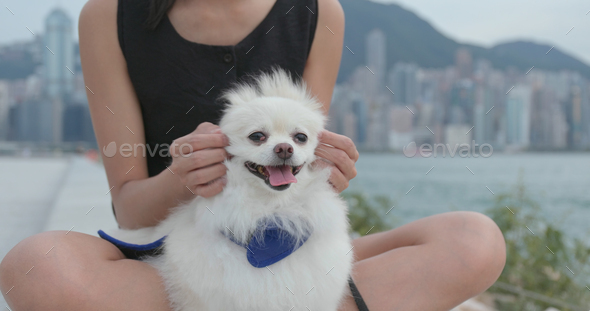 Cute Pomeranian dog with pet owner - Stock Photo - Images