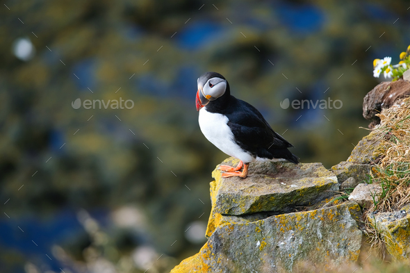 Puffin in Iceland. Seabird on sheer cliffs. Birds on the Westfjord in Iceland. Composition with wild animals. Birds – image
