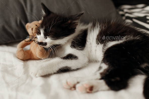 black and white cat sleeping