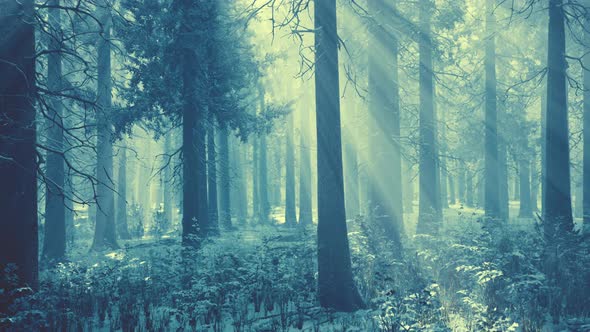 Magic and Foggy Morning Spruce Forest alt