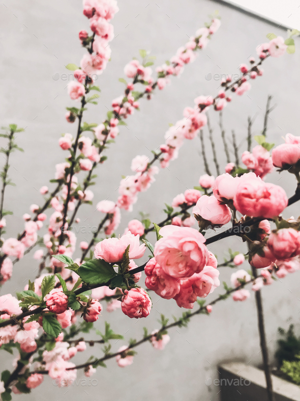 Beautiful sakura bloom in city street - Stock Photo - Images