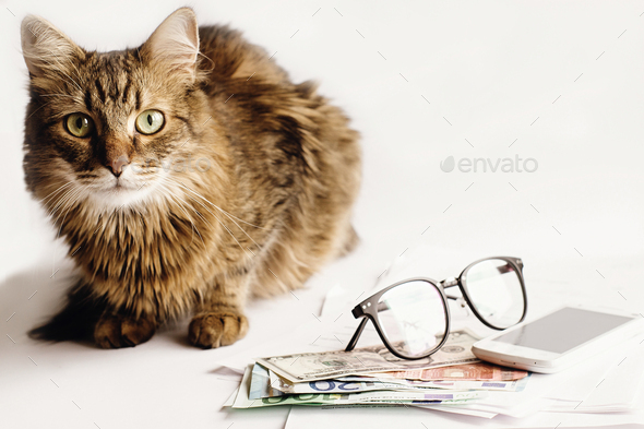 The Cat Sleeps on the Table and Sits UNDER the Table. the Concept